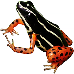 Rio Madeira Dart Frog